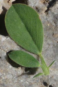 Bladder Vetch