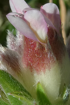 Common Kidney Vetch