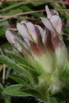 Common Kidney Vetch