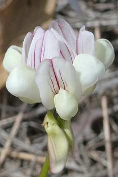 Small Crown Vetch