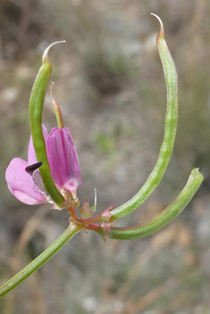 Small Crown Vetch