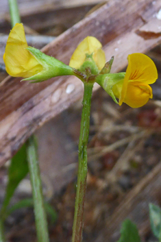 Caterpillar-plant