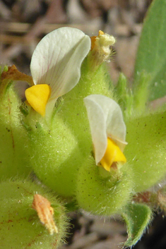 Bladder Vetch