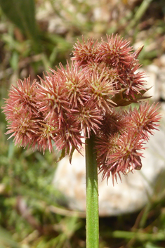 Caterpillar-plant