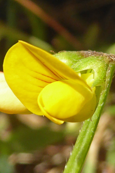 Caterpillar-plant