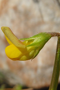 Caterpillar-plant