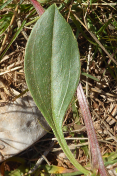 Caterpillar-plant