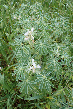 White Lupin