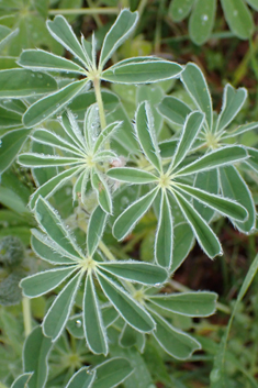 White Lupin