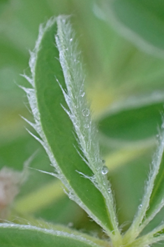 White Lupin