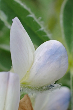 White Lupin
