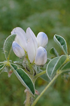 White Lupin