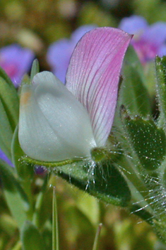 Small Restharrow