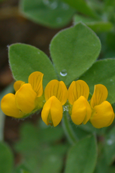 Southern Bird's-foot-trefoil