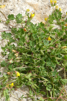 Large-fruited Bird's-foot-trefoil