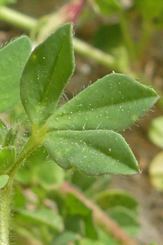 Large-fruited Bird's-foot-trefoil