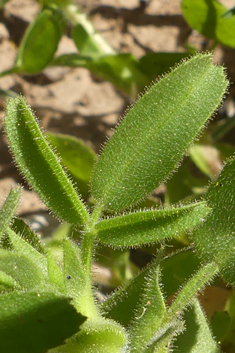 Downy Restharrow