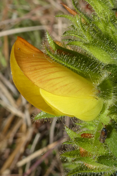 Downy Restharrow