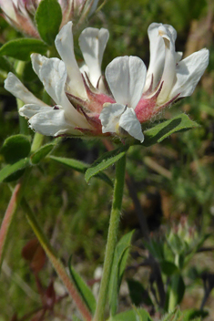 Canary Clover