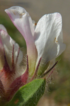 Canary Clover