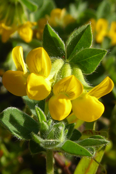 Southern Bird's-foot-trefoil