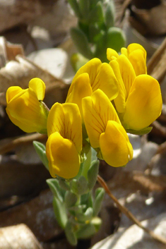 Grey Bird's-foot-trefoil