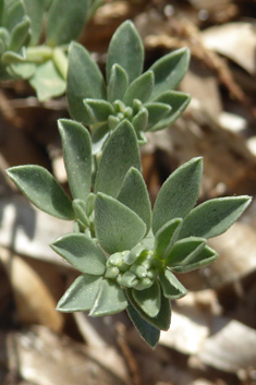 Grey Bird's-foot-trefoil