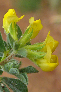 Southern Bird's-foot-trefoil