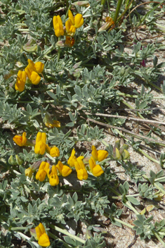 Grey Bird's-foot-trefoil