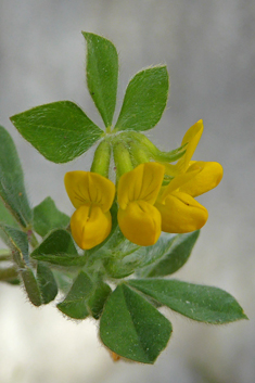 Southern Bird's-foot-trefoil