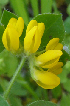 Southern Bird's-foot-trefoil