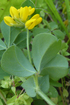 Southern Bird's-foot-trefoil