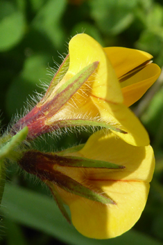 Large-fruited Bird's-foot-trefoil