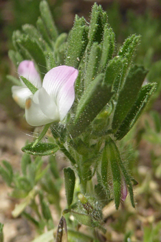 Small Restharrow