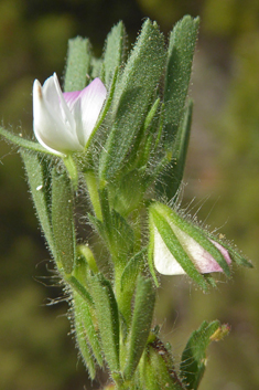 Small Restharrow