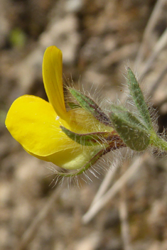 Large-fruited Bird's-foot-trefoil