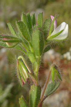 Small Restharrow