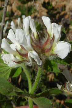 Canary Clover