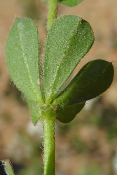 Canary Clover