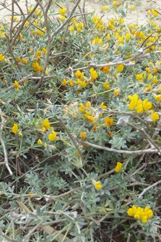 Grey Bird's-foot-trefoil