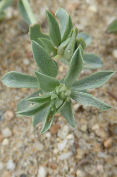 Grey Bird's-foot-trefoil