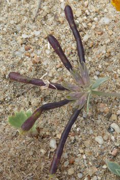 Grey Bird's-foot-trefoil