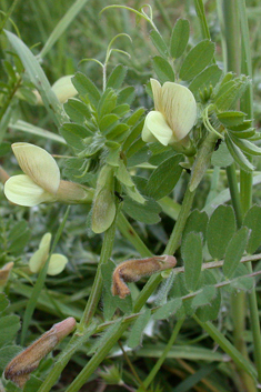 Hairy Yellow Vetch