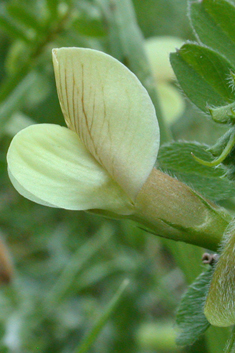 Hairy Yellow Vetch