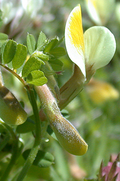 Hairy Yellow Vetch