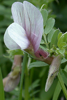 Hairy Yellow Vetch