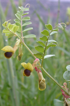 Black-eyed Vetch