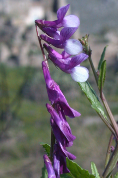 Hairy-fruited Vetch