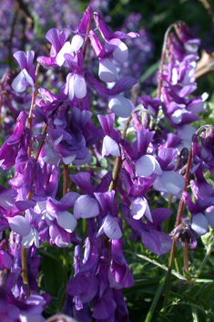 Hairy-fruited Vetch