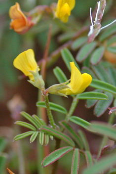 Lesser Horseshoe Vetch